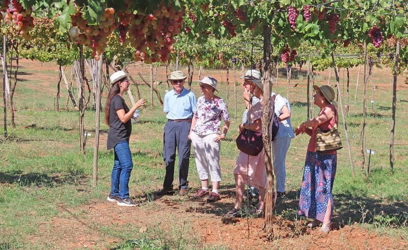 Almería: Wine tour and aperitif from La Alpujarra in Winery - Practical Details: What You Need to Know
