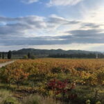 Alpilles: Tours, wine tastings and bistronomic restaurant - Why This Tour Stands Out