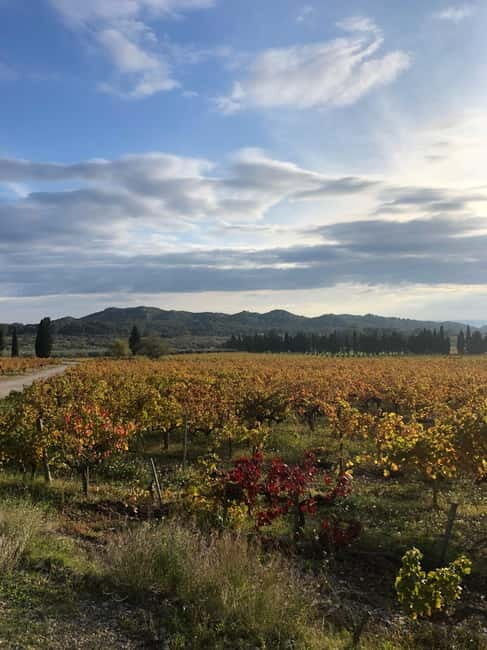 Alpilles: Tours, wine tastings and bistronomic restaurant - Why This Tour Stands Out