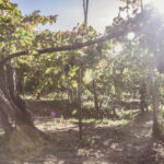 Amalfi Coast: Vineyard Tour with Wine Tasting and Lunch - Authentic Experiences and Honest Feedback