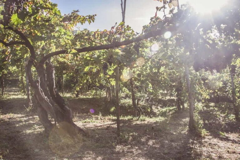 Amalfi Coast: Vineyard Tour with Wine Tasting and Lunch - Authentic Experiences and Honest Feedback