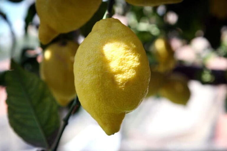 Amalfi Monumental Garden - Lemon Grove Guided Tour - Final Thoughts