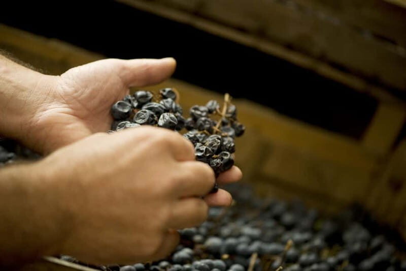 Amarone vertical tasting: A unique experience tasting different vintages of Amarone - The Itinerary in Detail