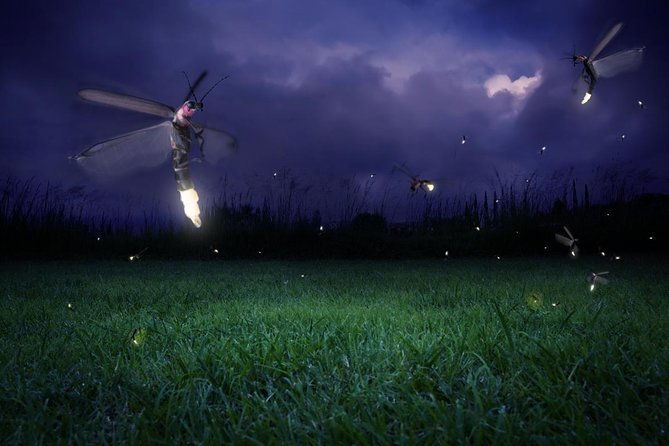 Amazing Fireflies With Blue Tears Watching & Kuala Selangor Tour - Key Points