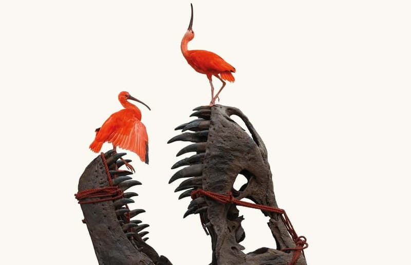 Amsterdam: Art Zoo Museum Entry Ticket & Audio Tour - Highlights of the Art Zoo Museum