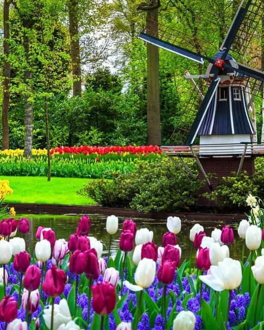 Amsterdam: Keukenhof and Tulip Fields Private Day Trip - What to Expect on This Tour
