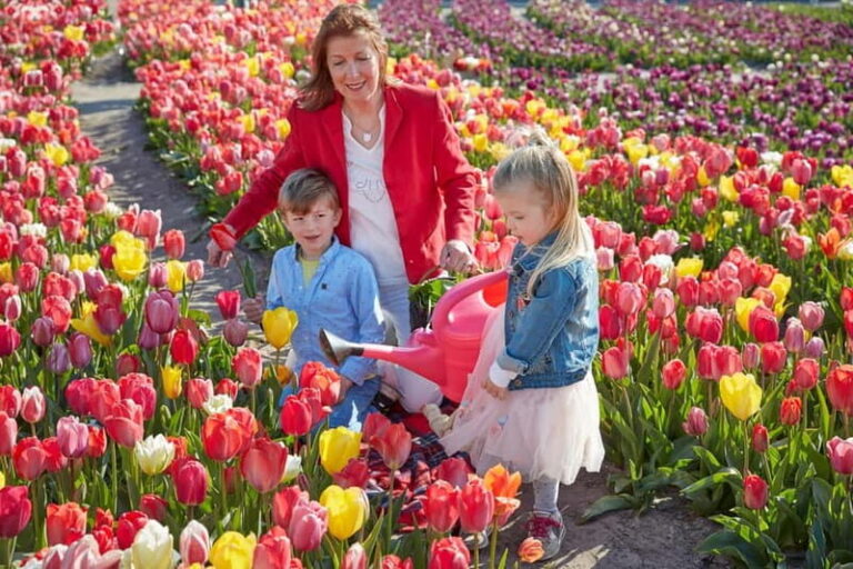 Amsterdam : Tulip Wonderland Tour - Is This Tour Worth It?