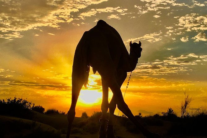 An Overnight Non-touristic Camel Safari (2PM to 11:30 AM Next Day) - An In-Depth Review of the Camel Safari Experience