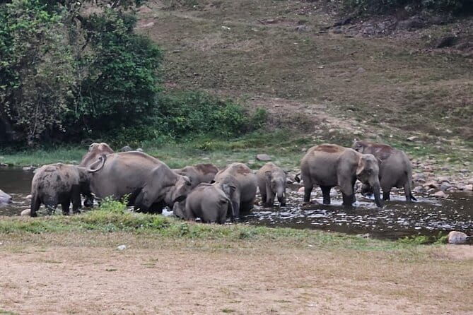 Anakkulam Wild Elephant Visiting(Jeep tour) - Anakkulam Wild Elephant Visiting (Jeep Tour) – A Nature Lover’s Dream in Munnar