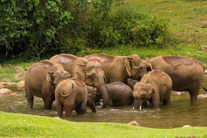 Anakulam Wild Elephant Village life tour ( By Munnar Info) - Introduction