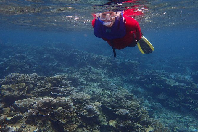 Anilao Snorkel Safari: Explore the Amazing Underwater World - Who Is This Tour Best Suited For?