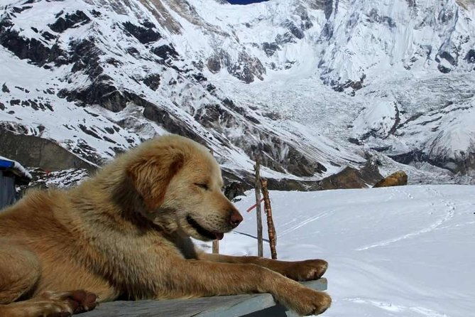 Annapurna Base Camp with Poon hill 9-Day Trek Itinerary - Exploring the Annapurna Base Camp with Poon Hill 9-Day Trek