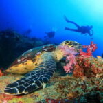 Antalya/Kemer: Scuba Diving Experience with 2 Dives & Lunch - Who Will Love This Tour?