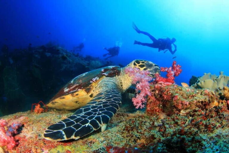Antalya/Kemer: Scuba Diving Experience with 2 Dives & Lunch - Who Will Love This Tour?
