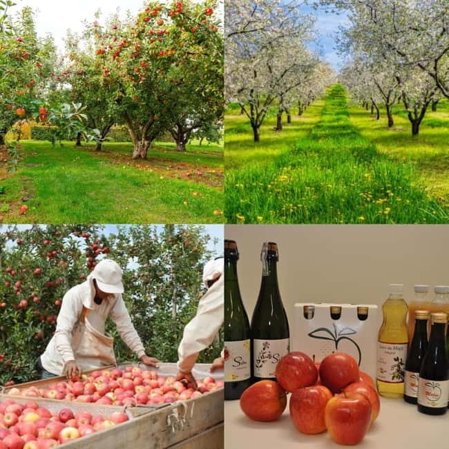 Armamar: Apple Orchard Tour with Lunch and Tastings - Who Should Consider This Tour?
