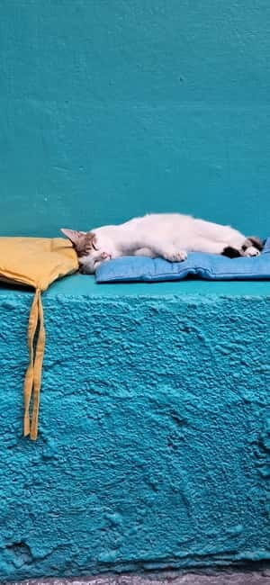 Athens: Cat Cafe Visit with Drink and Sweet - Is It Worth the Cost?