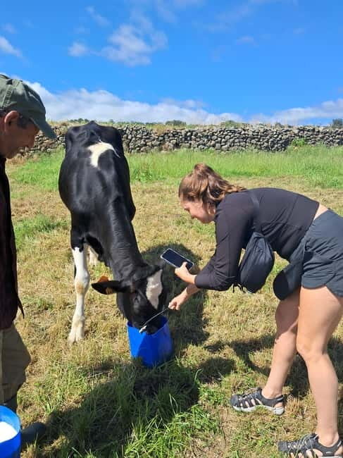 Azores: Half-Day Dairy Farm Tour - What to Expect at the Dairy Farm Tour