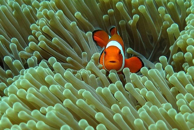 Bali Diving for Beginners: Tulamben Liberty Wreck - Key Points 