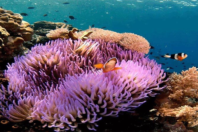 Bali Snorkeling Blue Lagoon and Tanjung Jepun All Included - What You Can Expect from the Bali Snorkeling Tour