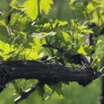 Balsamic Vinegar Tasting & Barrel Tour near Parma & Reggio - The Itinerary: What the Tour Entails