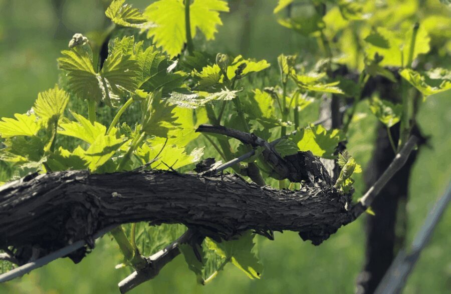 Balsamic Vinegar Tasting & Barrel Tour near Parma & Reggio - The Itinerary: What the Tour Entails
