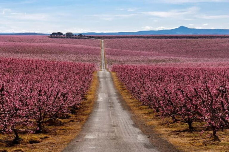 Barcelona: Cherry Blossoms and Montserrat Tour - Who is This Tour Best Suited For?