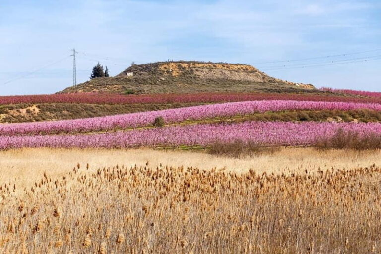 Barcelona: Cherry Blossoms in Aitona & Lunch Tour - Who Is This Tour Best For?