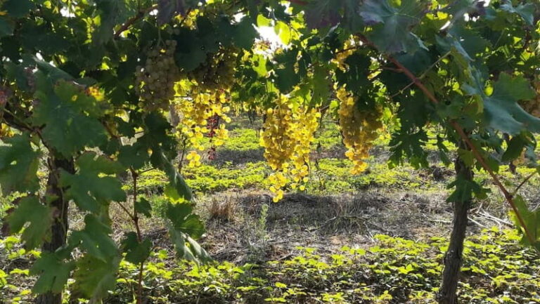 Barcelona: Penedes Wine Tasting Tour with Lunch - Practical Details and Value