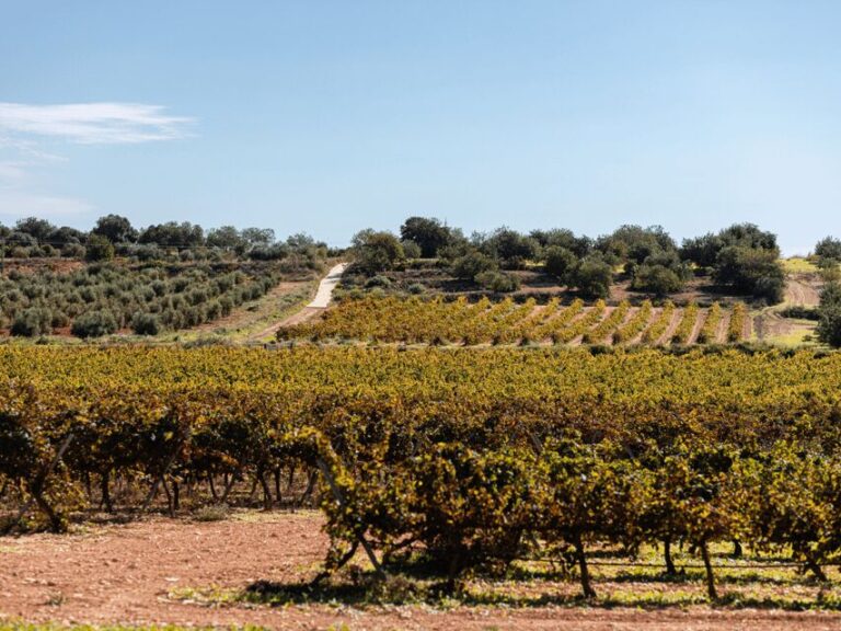 Barcelona: Priorat Wine Tour & Tastings and Lunch - Who Should Consider This Tour?