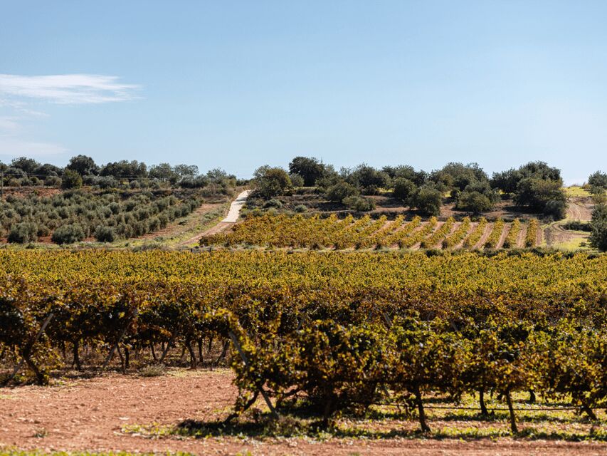 Barcelona: Priorat Wine Tour & Tastings and Lunch - Who Should Consider This Tour?