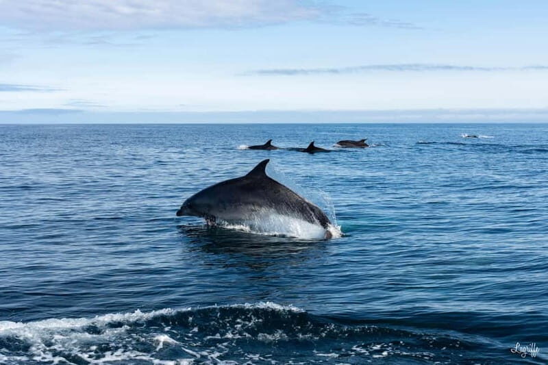 Basque Country : Whale and Dolphin Watching Boat Tours - The Practicalities: What’s Included and What to Bring