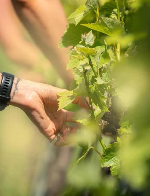 Bath: Vineyard Tour, Wine Tasting, and Music Pairing - What to Expect: A Step-by-Step Breakdown
