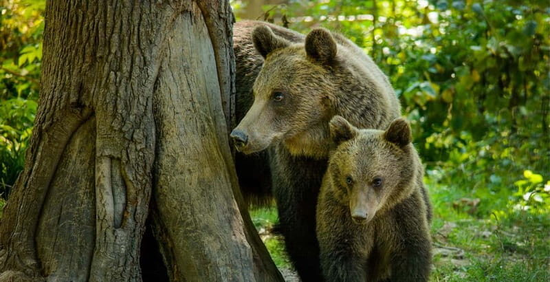 Bear Sanctuary, Dracula's Castle and Brasov | Private Tour - How This Tour Brings Value to Your Travel Experience