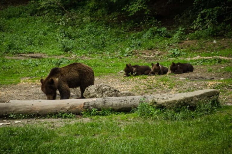 Bear watching experience in the wild - The Itinerary: What to Expect