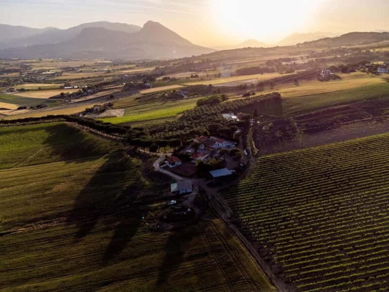 Benevento: picnic among the olive groves of the Sannio and tour of the estate - Why Choose This Tour?