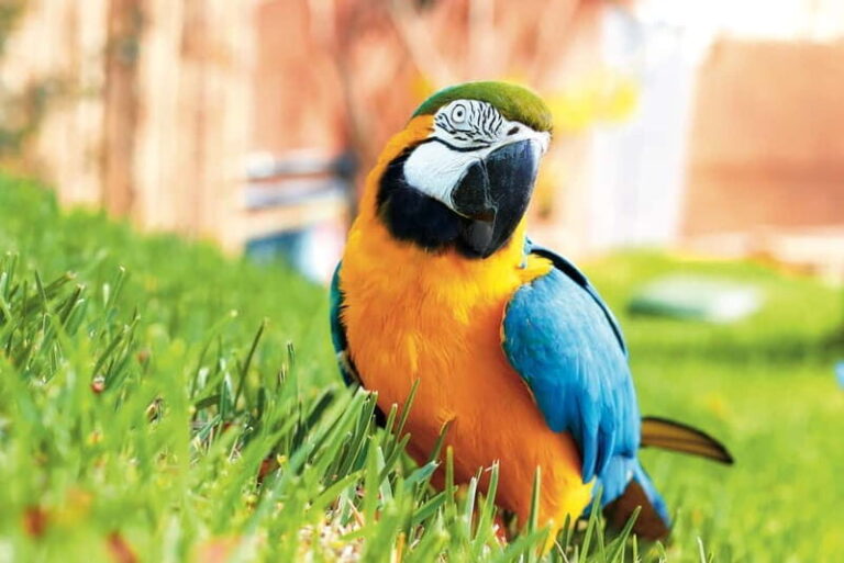 Benidorm: Mundomar Animal Park Entrance Ticket - Delving into the Highlights: Animal Shows and Encounters