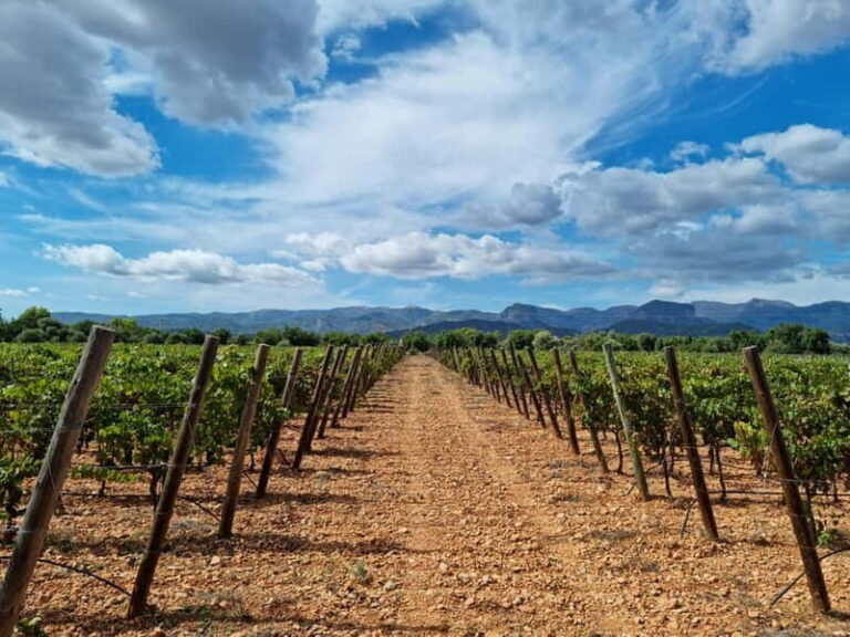 Binissalem: Individual vineyard tour and wine tasting in German - The Itinerary: What to Expect Step-by-Step