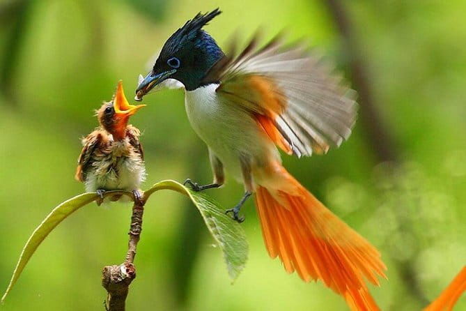 Bird Watching Tour Sri Lanka - 10 Days - What We Love About This Tour