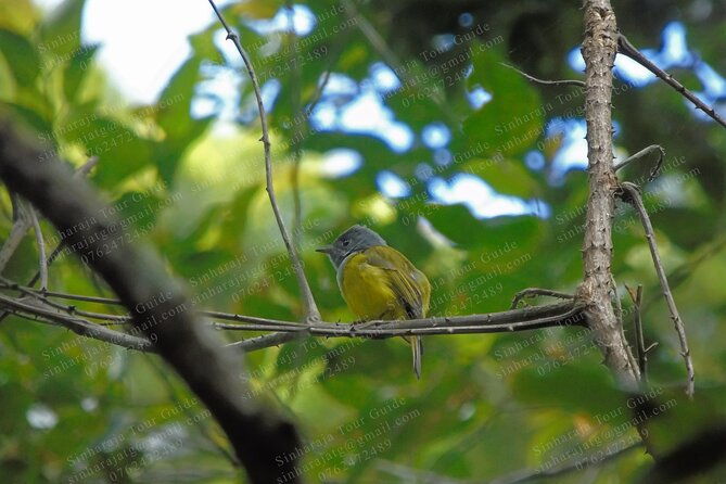 Bird Watching Tours in Sinharaja Rain Forest - A Closer Look at the Sinharaja Rain Forest Bird Watching Tour