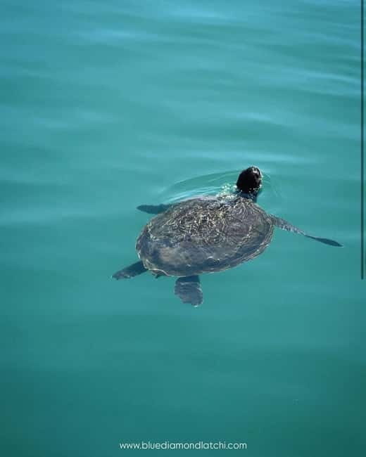 Blue Lagoon cruise with slide departing from Latchi harbour - The Itinerary and What to Expect