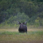 Bodø: Moose Safari Tour - Who Will Love This Tour?