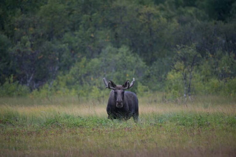 Bodø: Moose Safari Tour - Who Will Love This Tour?