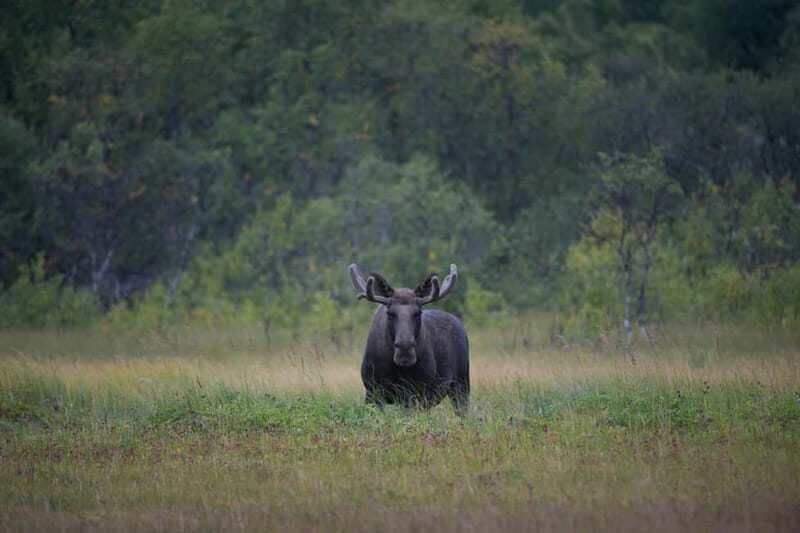 Bodø: Moose Safari Tour - Who Will Love This Tour?