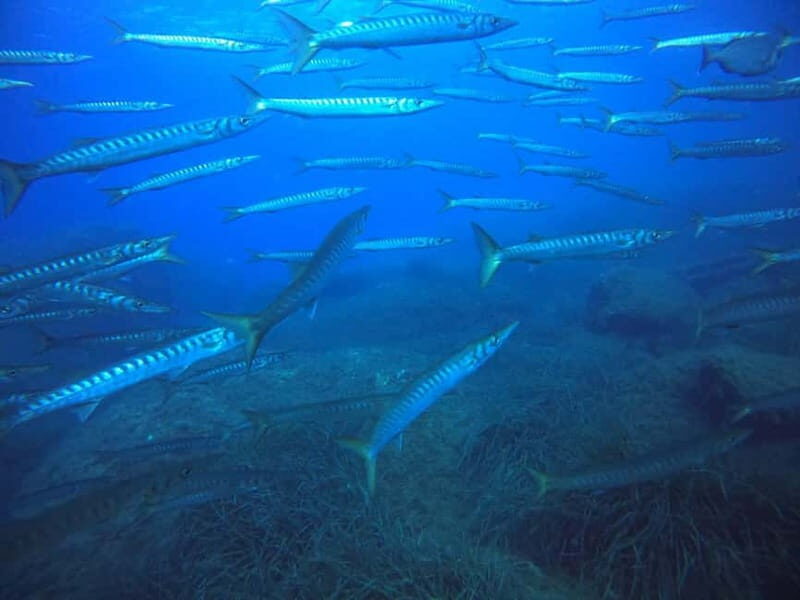 Bormes-les-Mimosas: Introductory diving session - An Introduction to Diving in Bormes-les-Mimosas