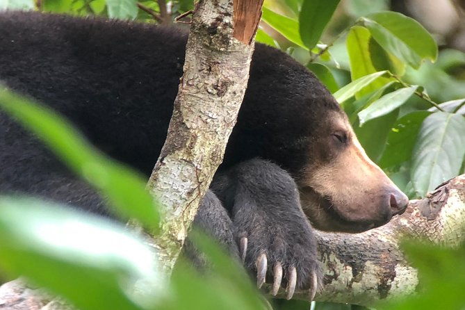 Bornean Sun Bear Conservation Centre & Sepilok Orang Utan Rehab Centre Tour - A Deep Dive into the Experience