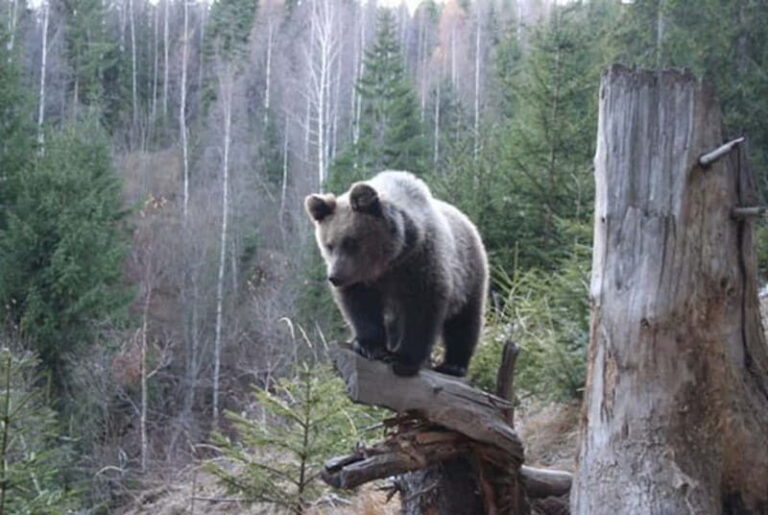 Brasov: Brown Bear & Wildlife Watching - A Close Look at the Wildlife Watching Experience in Brasov