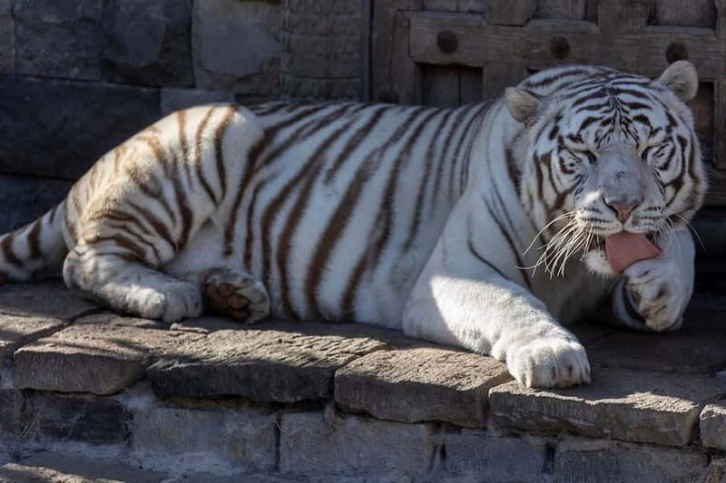 Brugelette: Pairi Daiza Zoo Entry Ticket - Who Will Love This Experience?