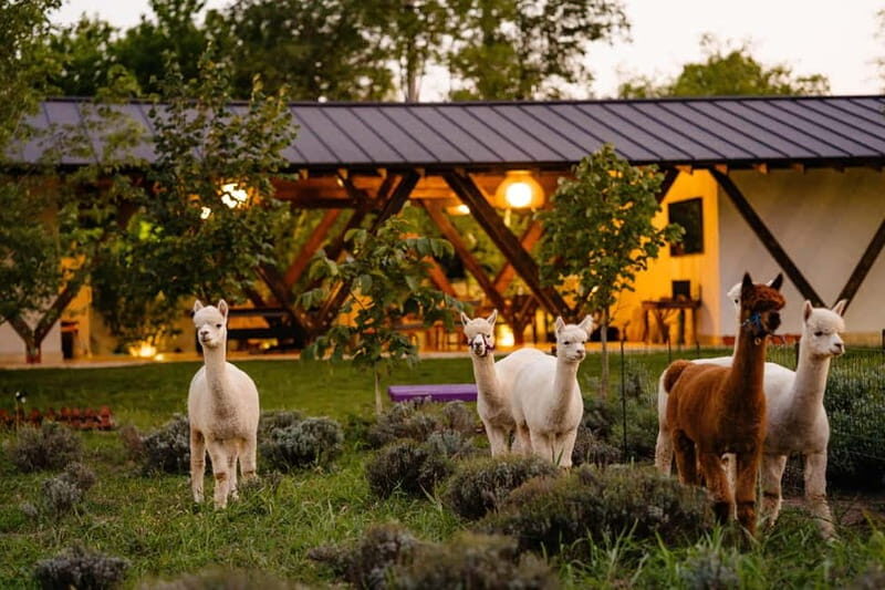 Bucharest: Day Trip at the The Tribe Alpaca Retreat - What You Can Expect from the Experience