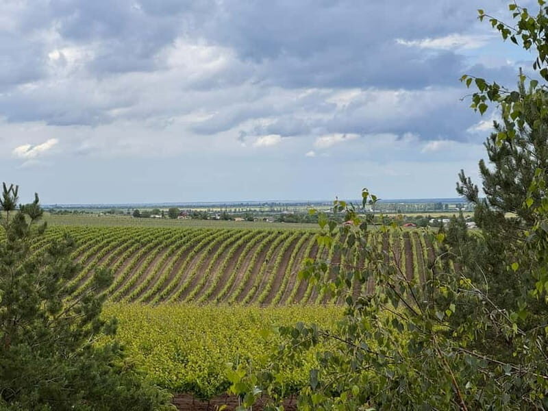 Bucharest: Half-Day Tour of Dealu Mare Wineries - Exploring Dealu Mare: The Heart of Romanian Wine