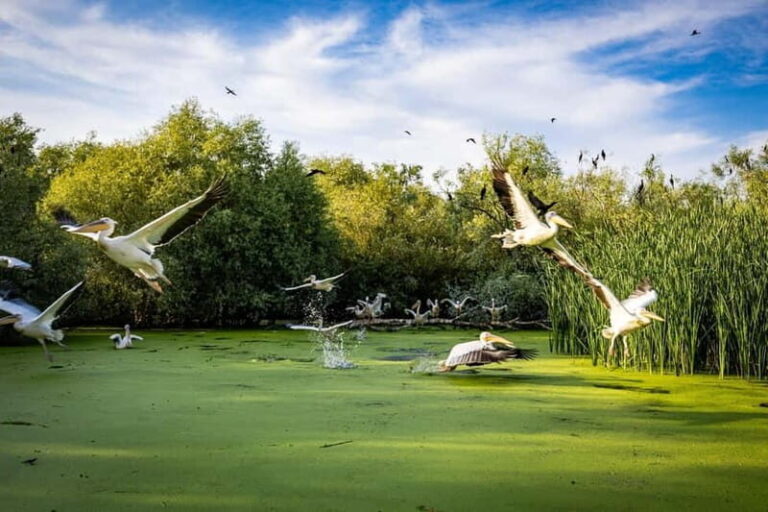 Bucharest: Tour to Danube Delta 2-Days With Boat Tour - What Makes This Tour Stand Out?